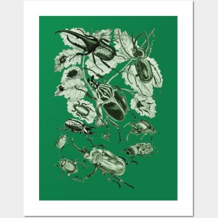 Coleoptera Beetles and Weevils J Mayson Brunswick Green Posters and Art